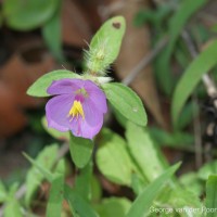 Osbeckia zeylanica L.f.